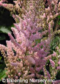 Astilbe chinensis 'Finale'                        